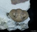 Russian Trilobite Asaphus Cornutus #3055-2